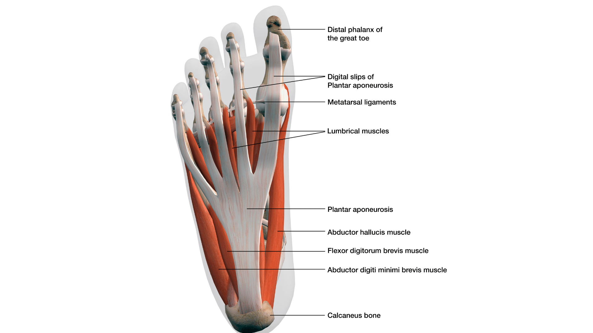 foot anatomy